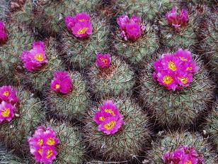 Hedgehog cactus near Whiskey Dick Mountain trail