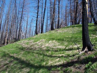 Burn on upper part of Driveway Butte trail