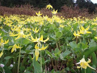 Field of Glacier Lillies and Miners Lettuce