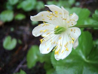 Marsh Marigold