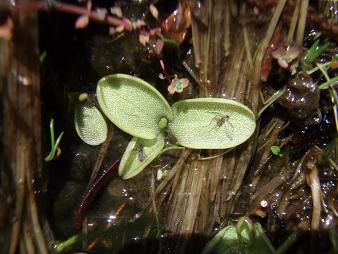 Butterwort (carnivorous plant) eating mosquitoes.  Go, butterwort, go!