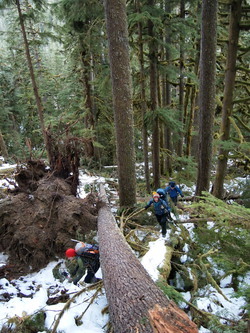 Not a brush-free route