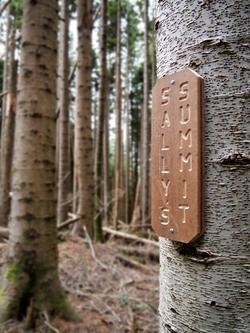 On the forested top of Sally's Summit