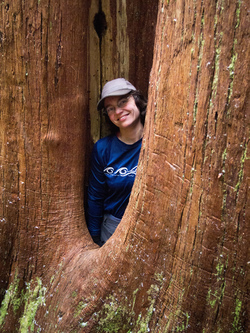 Yana in a cedar.