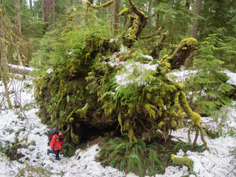 There were some big trees along our route.  This downed tree was the granddaddy of them all.