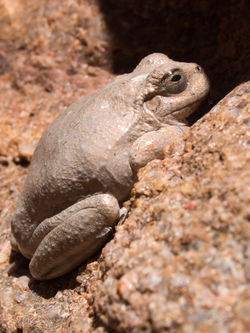 A Canyon Tree Frog near Ribbon Falls.