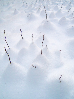 Snow settling around young alders.