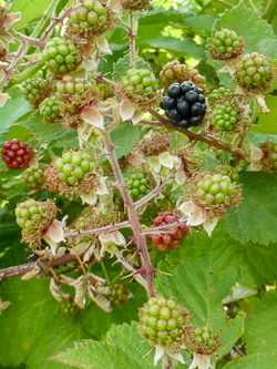 A ripe blackberry.  Yum!