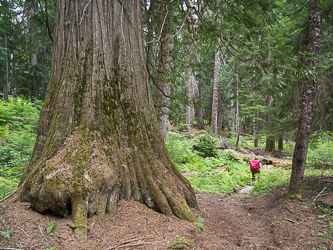The White River Trail
