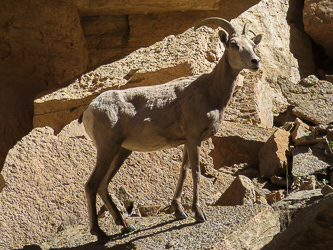 Bighorn sheep ewe