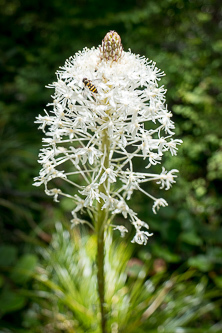 Beargrass