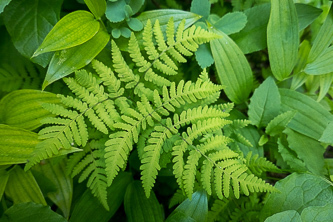 Oak Fern