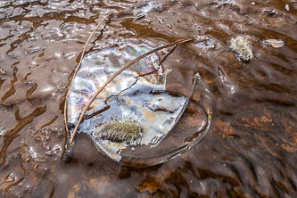 Ponderosa needles, willow catkins and an oily sheen from decomposing iron bacteria