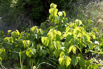 There was a lot of poison ivy around the creeks