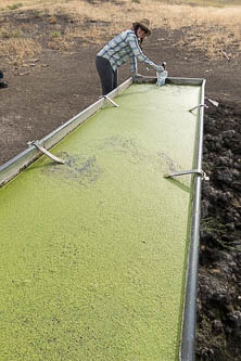 Duckweed-filled tank