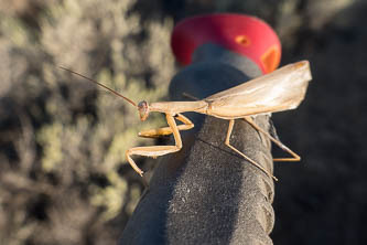 Praying mantis