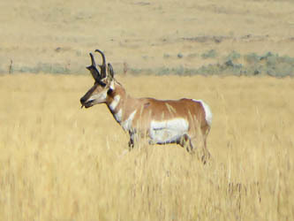 Pronghorn
