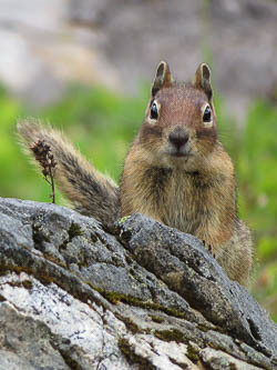 Golden mantle squirrel