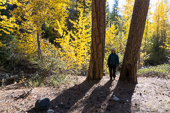 Cottonwood and Ponderosa on the drive back