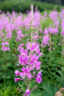 Fireweed