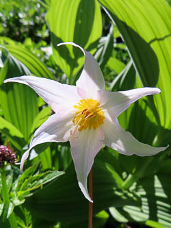 Avalanche Lily