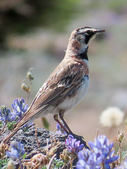 Horned lark
