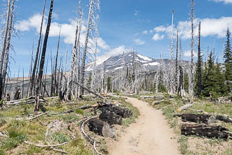 Mount Adams from the start of the South Climb Trail