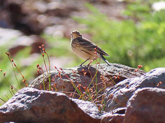 Pipit