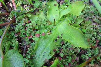 Butterwort (insectivorous)