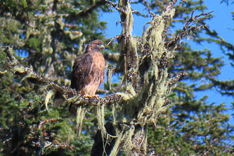 Red-tailed hawk