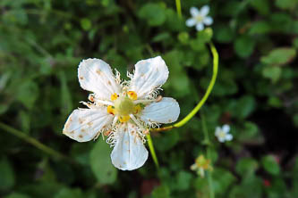 Fringed grass of parnassus?