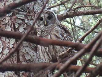 Barred owl